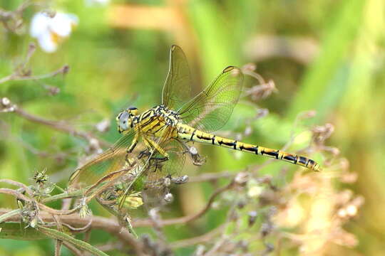 Image of Gorge Claspertail