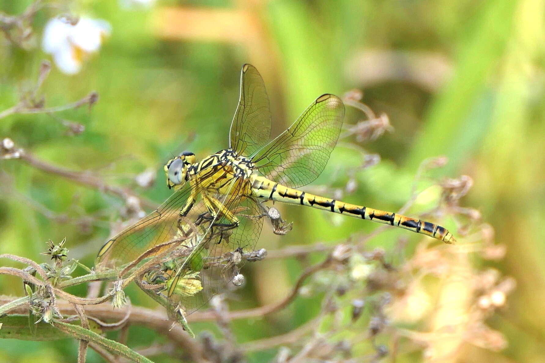 Sivun Onychogomphus supinus Hagen ex Selys 1854 kuva