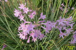 Tulbaghia violacea Harv. resmi