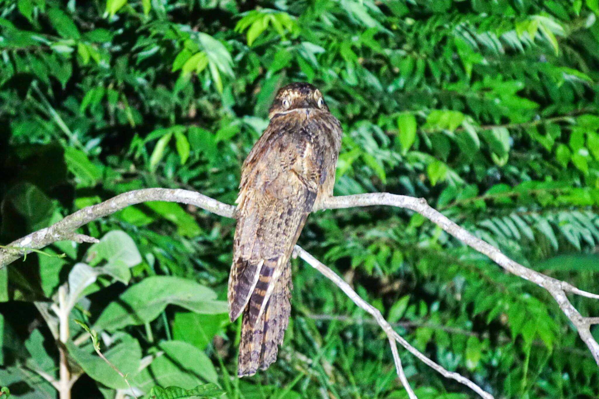 Image of Long-tailed Potoo