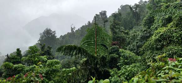 Image of Giant fishtail palm