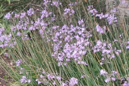 Tulbaghia violacea Harv. resmi