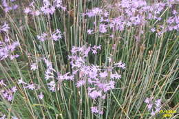 Tulbaghia violacea Harv. resmi