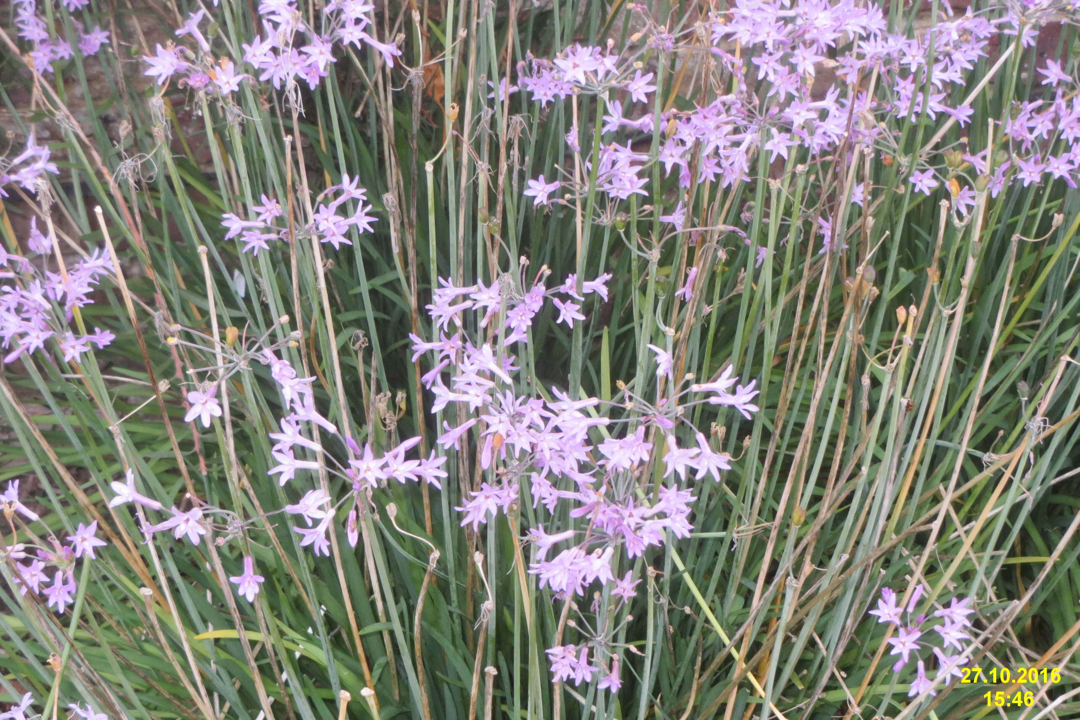 Tulbaghia violacea Harv. resmi