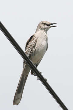 Image of Bahama Mockingbird