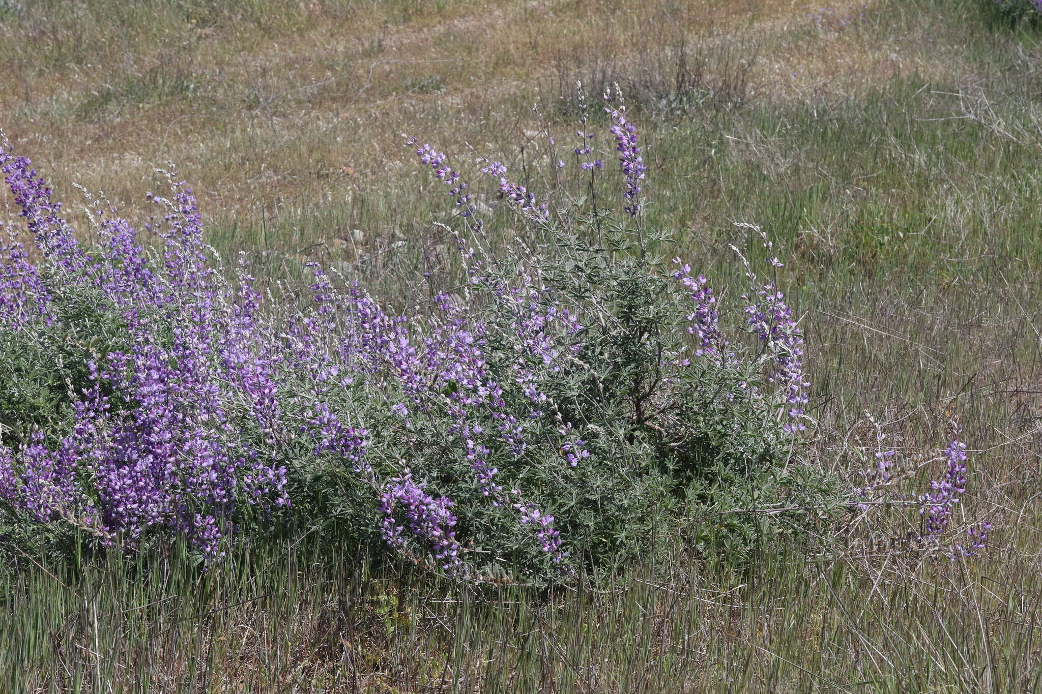 Imagem de Lupinus excubitus subsp. hallii (Abrams) D. B. Dunn