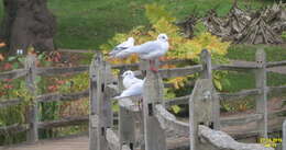 Image of Black-headed Gull