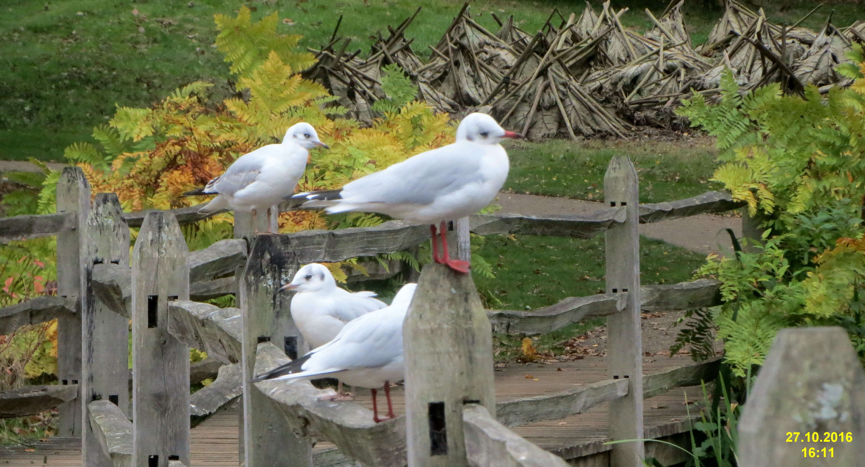 Image of Black-headed Gull