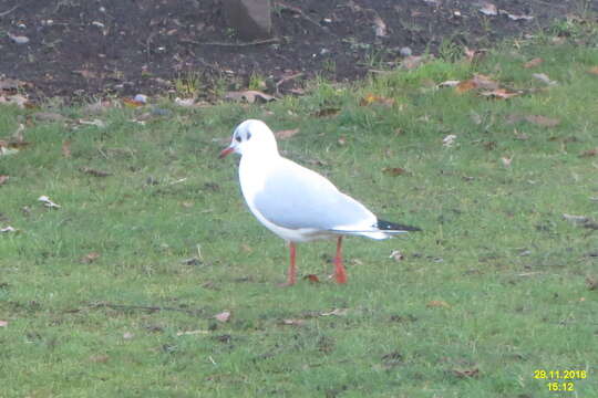 Image of Black-headed Gull