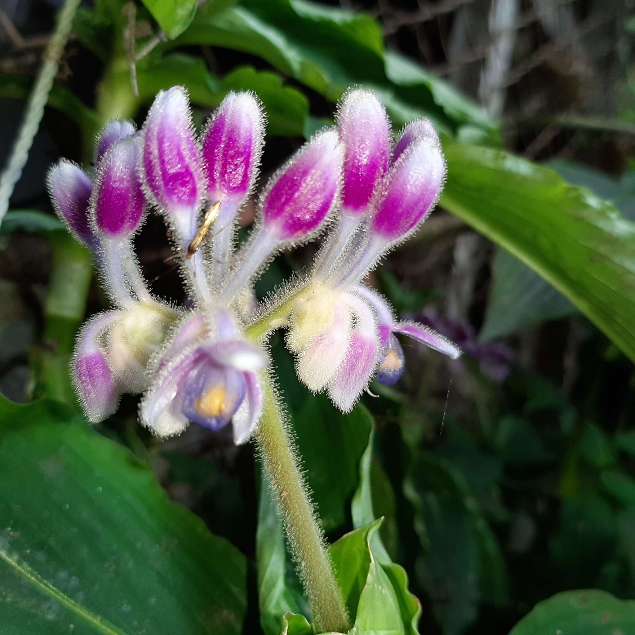 Image of Tinantia standleyi Steyerm.