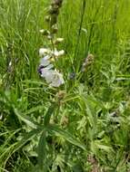 Image of white checkerbloom