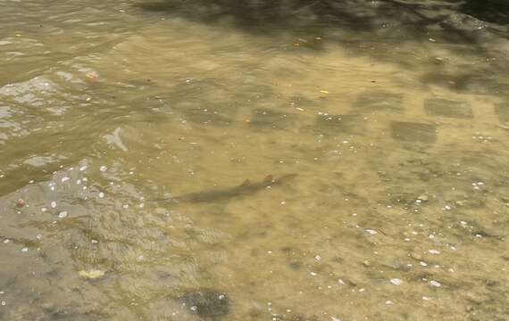 Image of sawfishes