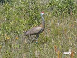 صورة Antigone canadensis pulla (Aldrich 1972)