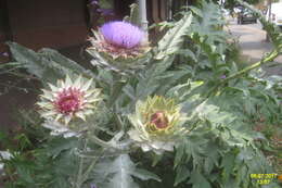 Image of cardoon