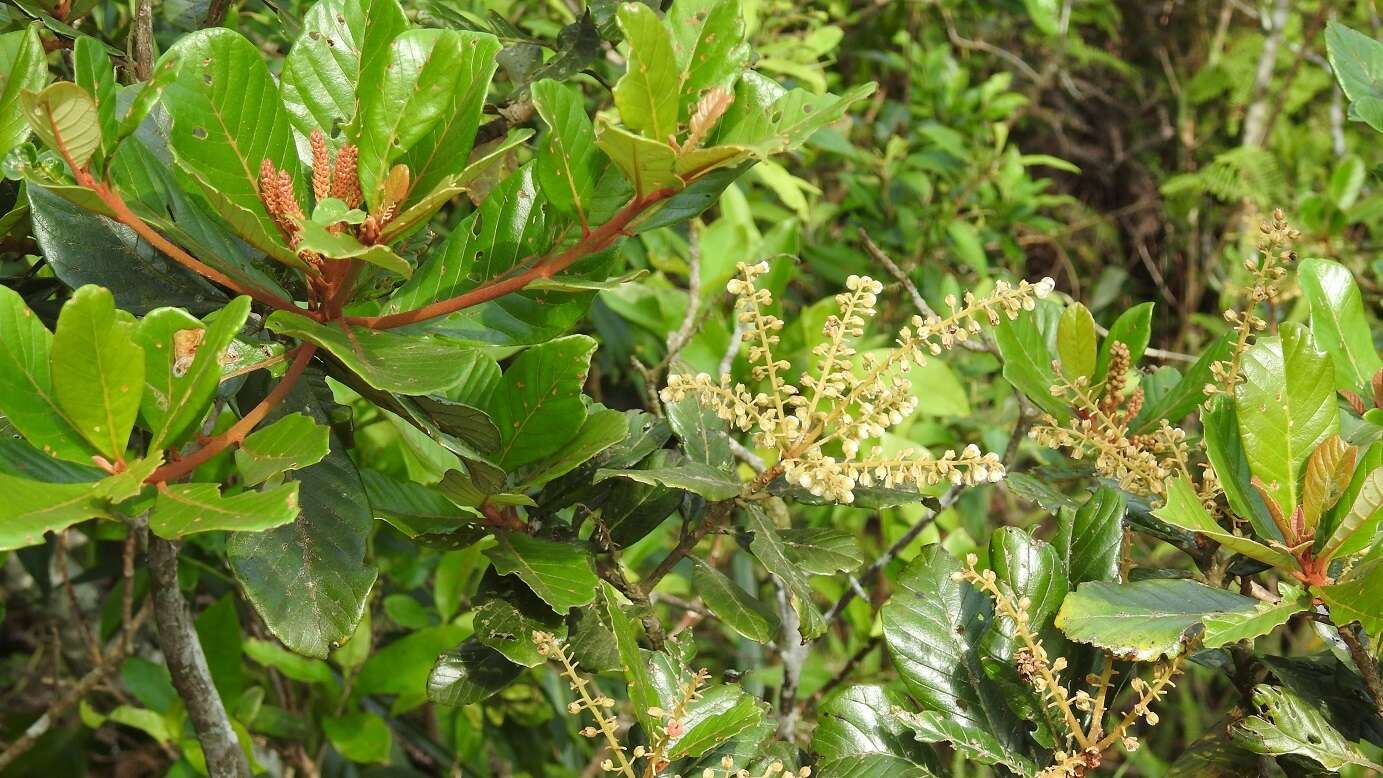 Image of Clethra purpusii L. M. González