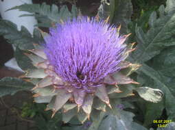 Image of cardoon