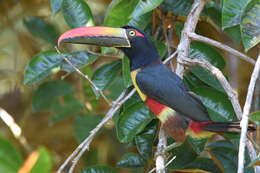 Image of Fiery-billed Aracari