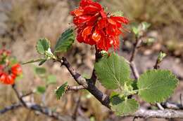 Image of Natal bottlebrush