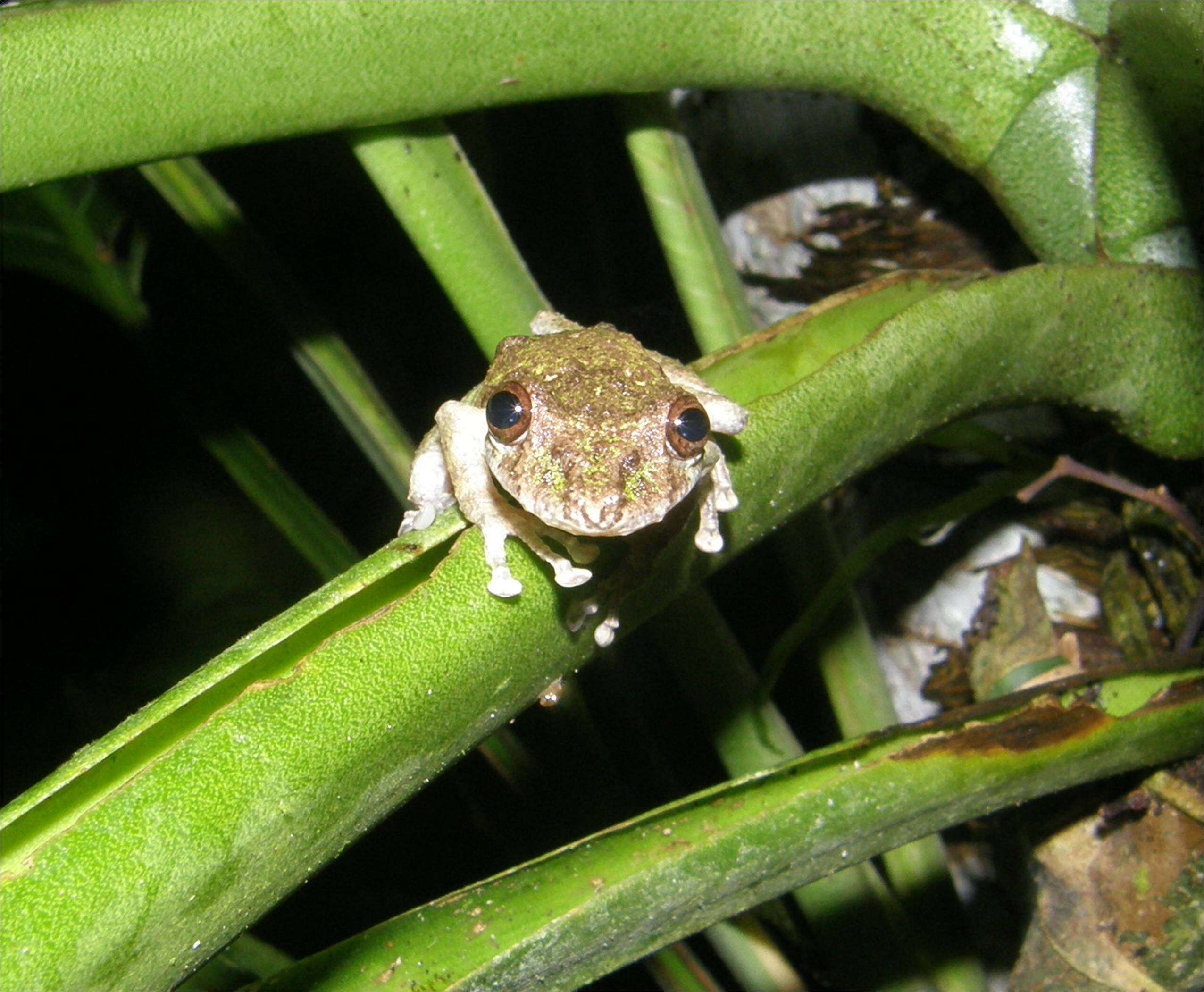 Image of Boulenger's Snouted Treefrog