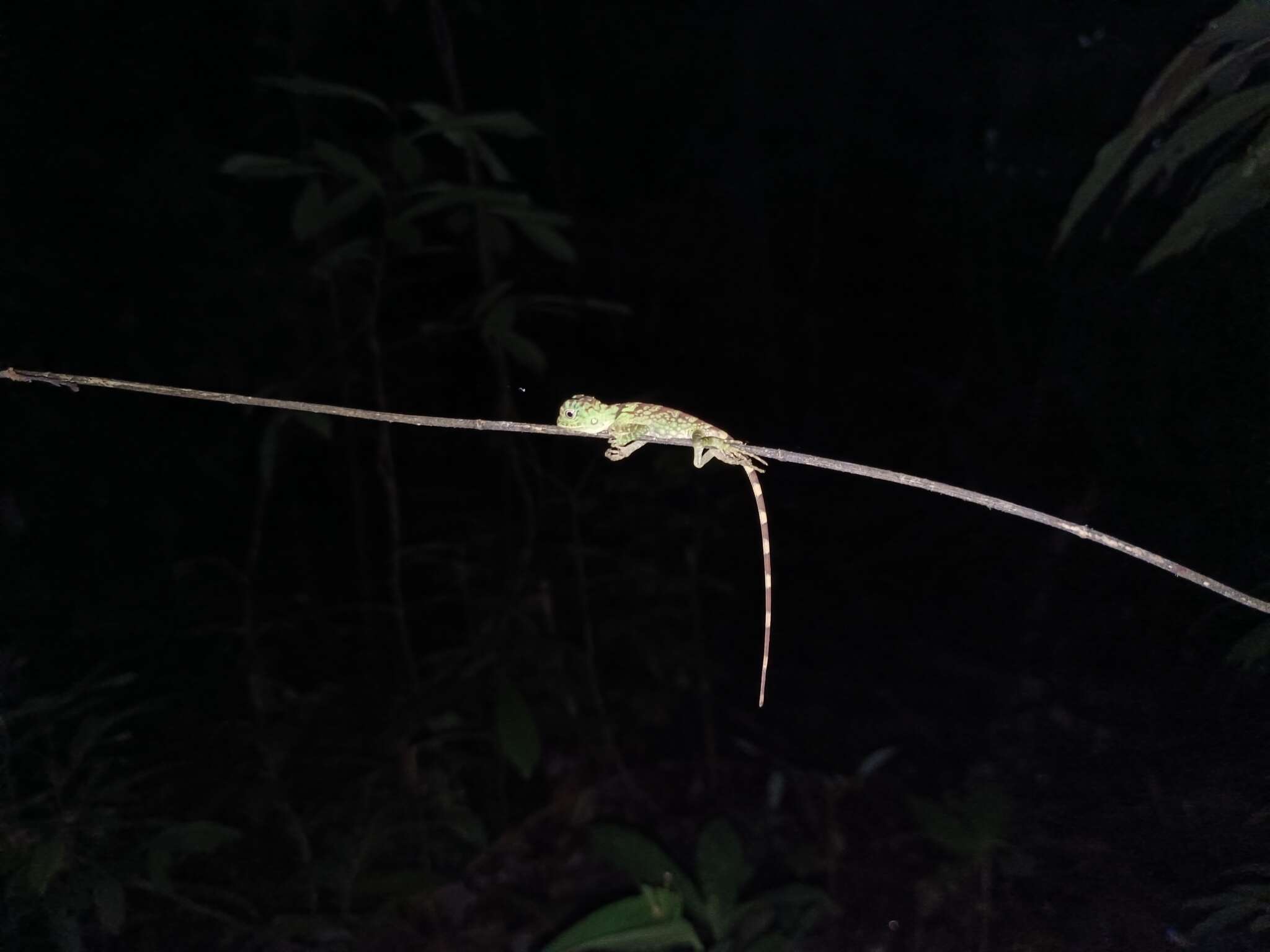 صورة Gonocephalus liogaster (Günther 1872)