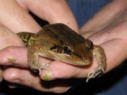 Image of Bolivian White-lipped Frog