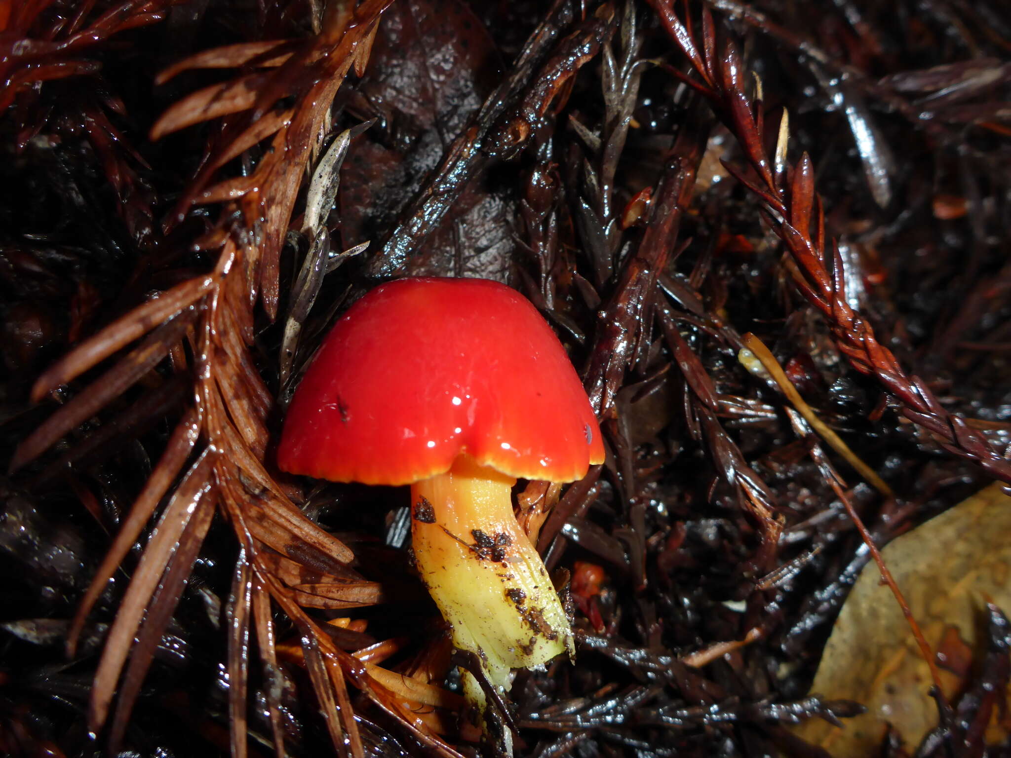 Imagem de Hygrocybe laetissima (A. H. Sm. & Hesler) Singer 1951