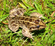 Image of Criolla Frog