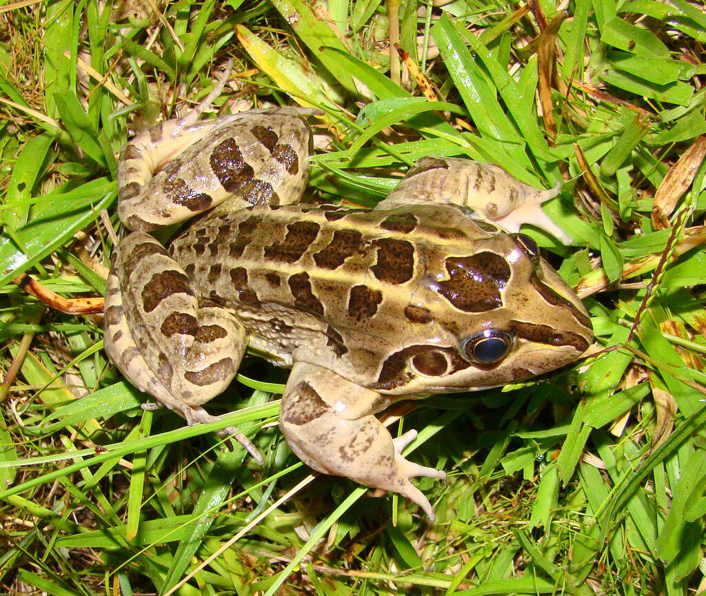 Image of Criolla Frog