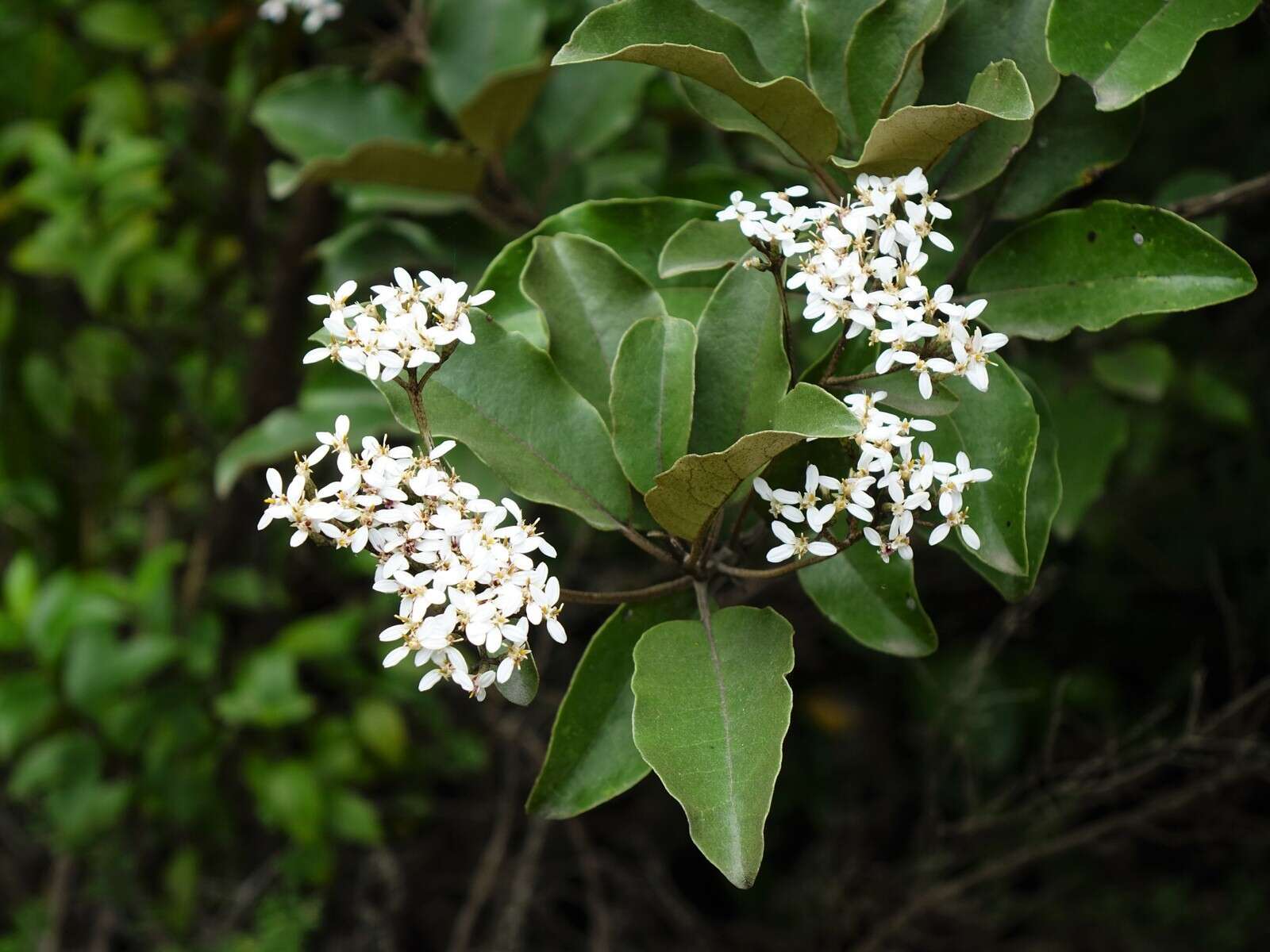 Image de Olearia furfuracea (A. Rich. & Lesson) Hook. fil.