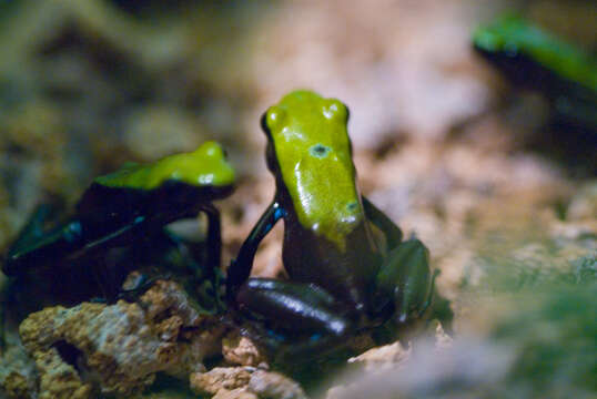 Image of Arboreal Mantella