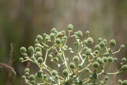 Eryngium horridum Malme resmi