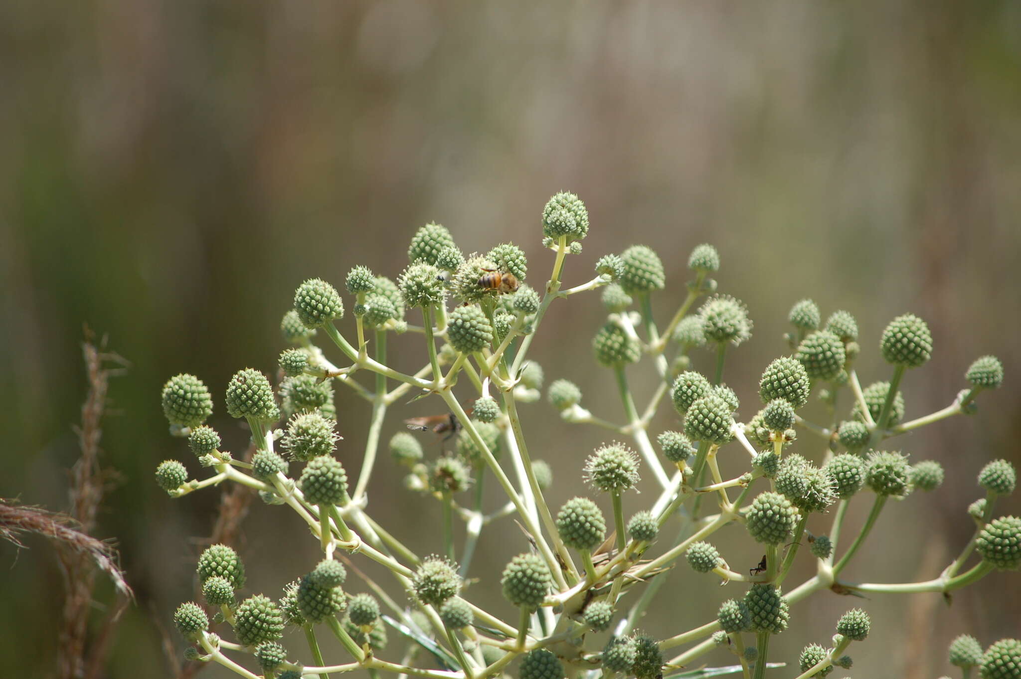 Eryngium horridum Malme resmi