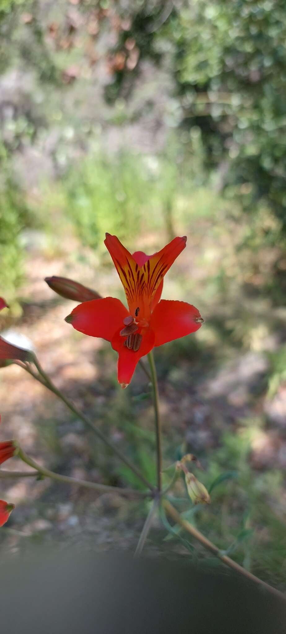 Image of Alstroemeria ligtu subsp. simsii (Spreng.) Ehr. Bayer
