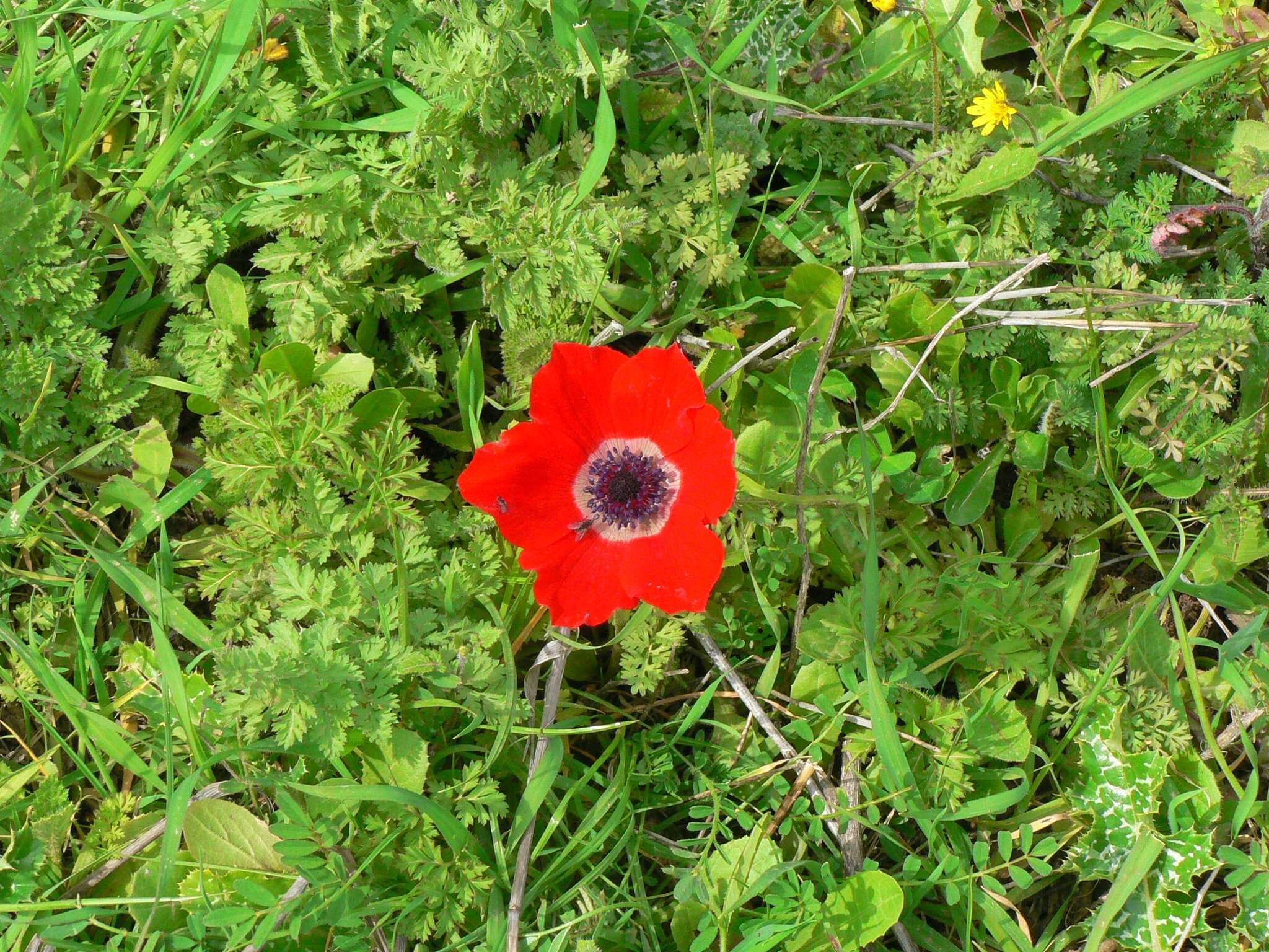 Imagem de Anemone coronaria L.