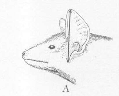 Image of Pel's Pouched Bat