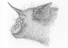 Image of Cyclops Leaf-nosed Bat