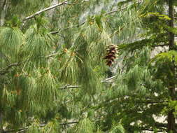 Image of Bhutan Pine