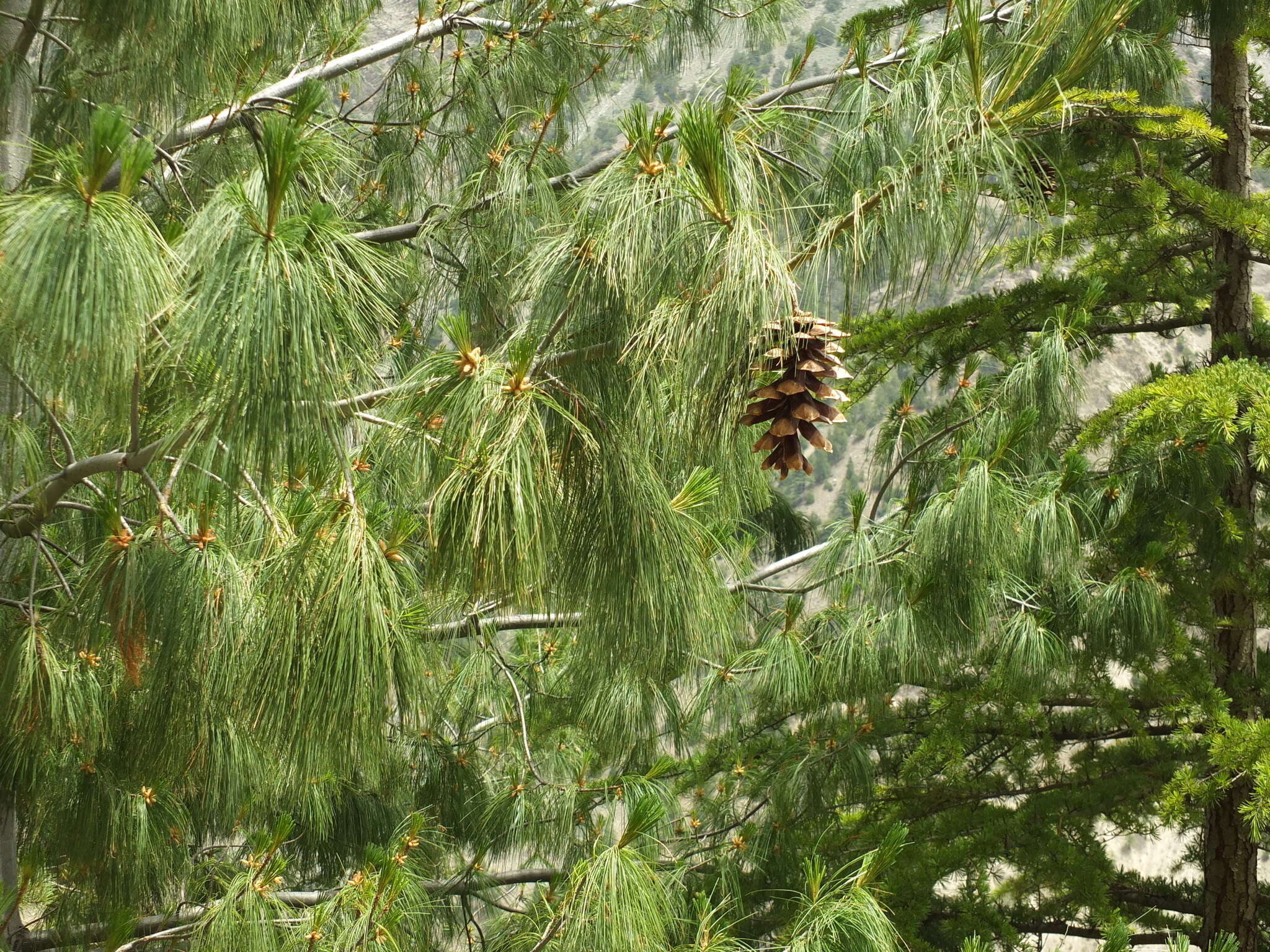 Image of Bhutan Pine