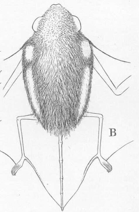 صورة Glauconycteris alboguttata J. A. Allen 1917