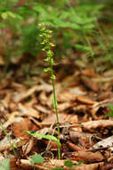 Imagem de Platanthera maximowicziana Schltr.