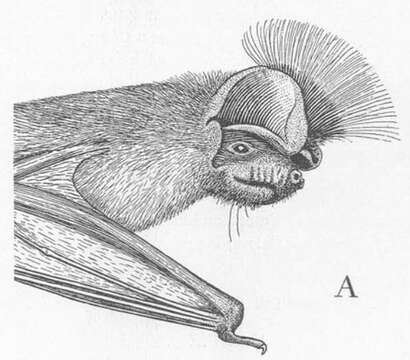 Image of Chapin's Free-tailed Bat