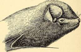 Image of Greater Long-fingered Bat