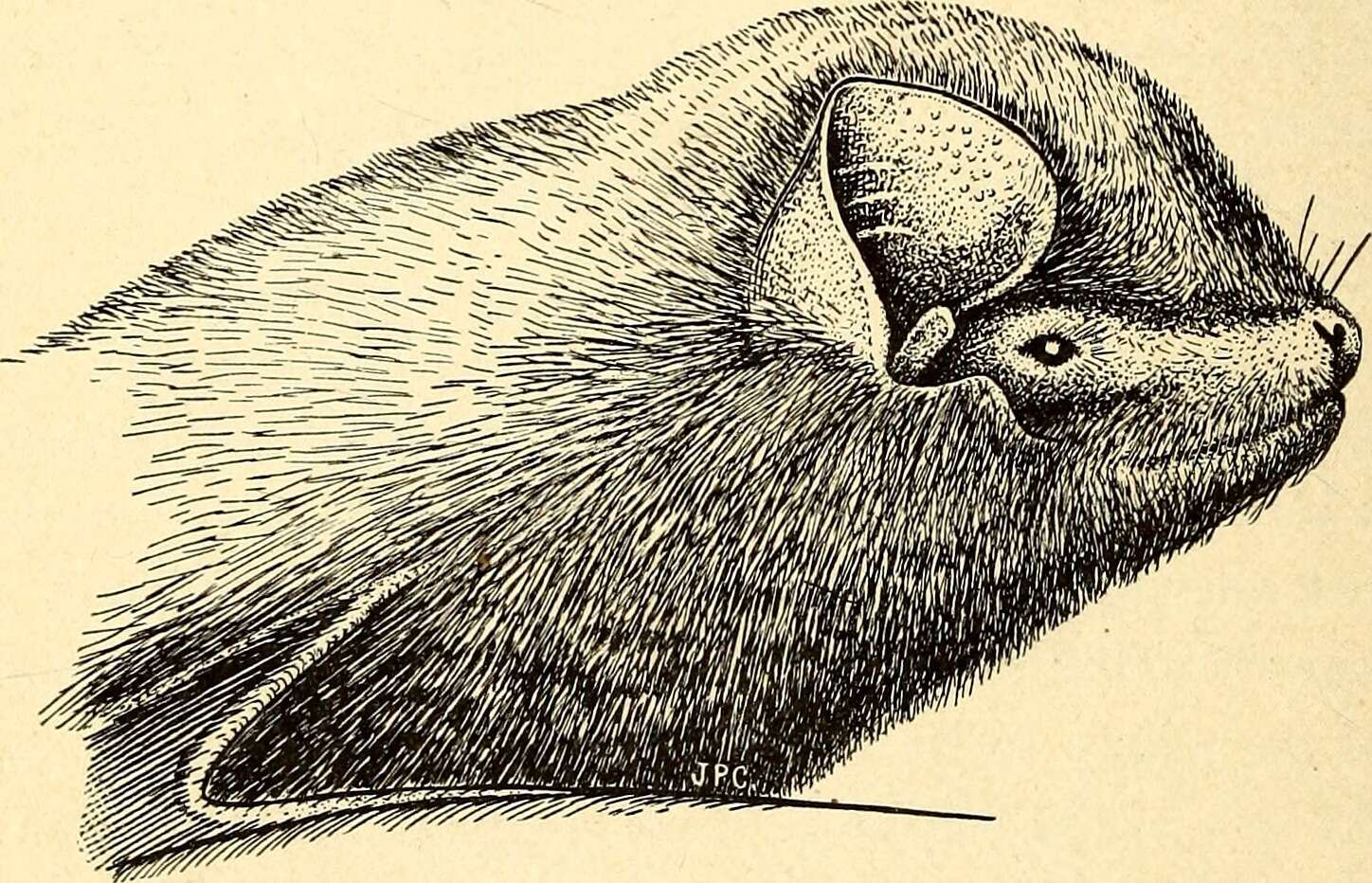 Image of Greater Long-fingered Bat