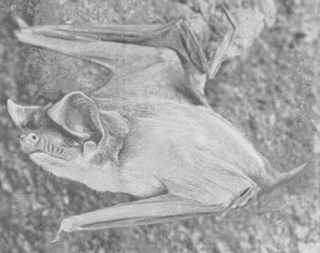 Image of Tadarine Free-tailed Bats