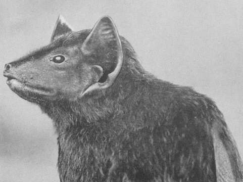 Image of Pel's Pouched Bat