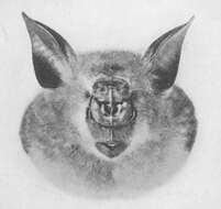 Image of Giant Leaf-nosed Bat