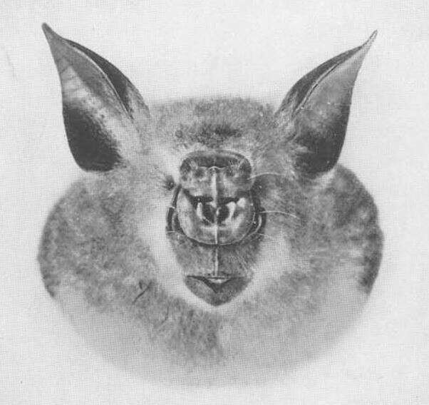 Image of Giant Leaf-nosed Bat