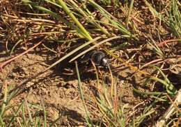 Image of Carabus (Oreocarabus) taedatus Fabricius 1787