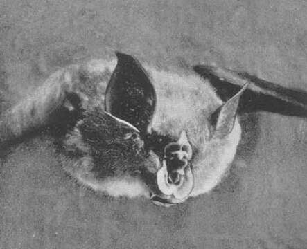 Image of Lander's Horseshoe Bat