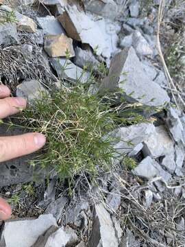 Image of Meadow Valley sandwort